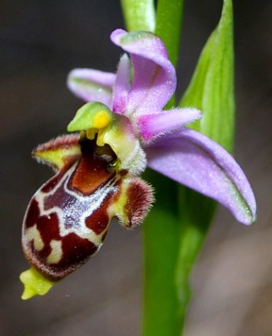 bichoflor