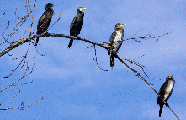cormoranes al sol