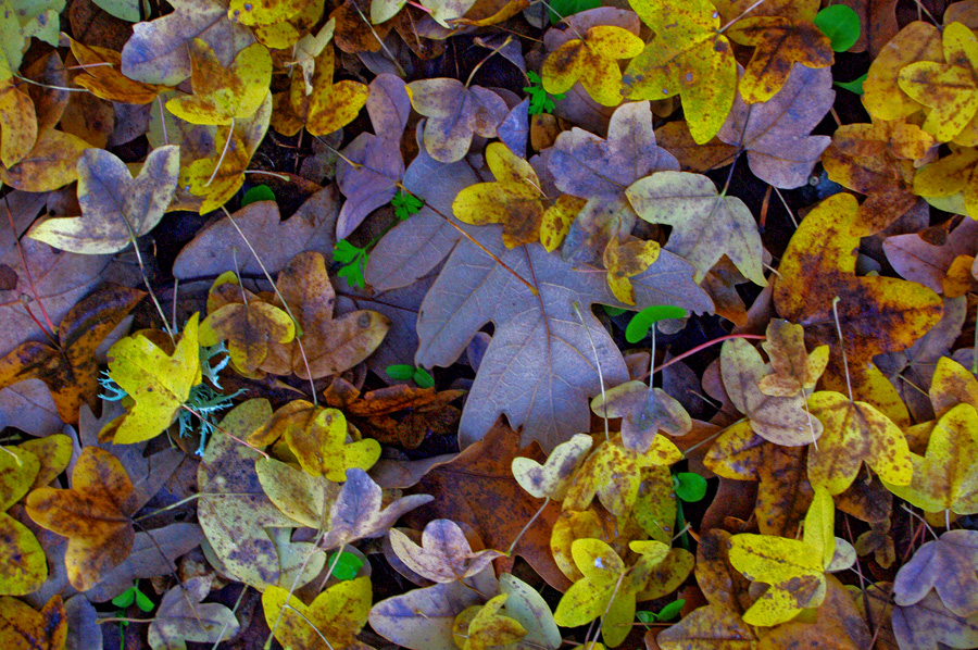 Hojas otoño