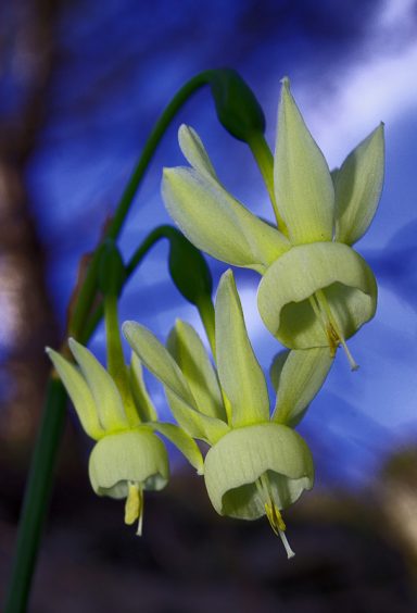 narcisos como soles