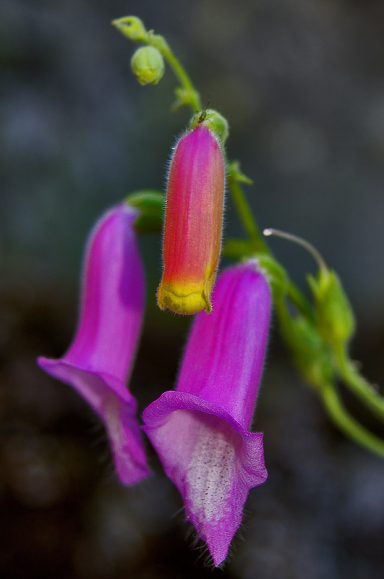 purpurescencias